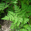 Blätterfoto Myrrhis odorata