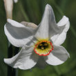 Portraitfoto Narcissus poeticus