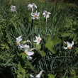 Habitusfoto Narcissus poeticus