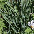 Blätterfoto Narcissus poeticus