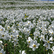 Stängel-/Stammfoto Narcissus radiiflorus