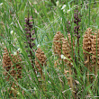 Foto von Besonderheit Neottia nidus-avis