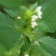 Portraitfoto Nepeta cataria