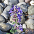 Portraitfoto Nepeta racemosa