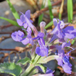 Bl&uuml;tenfoto Nepeta racemosa