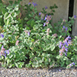 Habitusfoto Nepeta racemosa