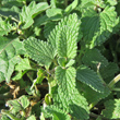 Bl&auml;tterfoto Nepeta racemosa