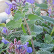 St&auml;ngel-/Stammfoto Nepeta racemosa