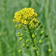 Portraitfoto Neslia paniculata