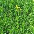 Habitusfoto Neslia paniculata