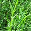 Blätterfoto Neslia paniculata
