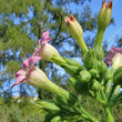 Portraitfoto Nicotiana tabacum