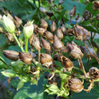 Fruchtfoto Nicotiana tabacum