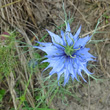 Portraitfoto Nigella damascena