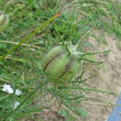 Fruchtfoto Nigella damascena