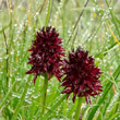 Portraitfoto Nigritella rhellicani