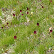 Foto von Besonderheit Nigritella rhellicani