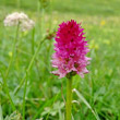 Habitusfoto Nigritella rubra