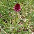 Blätterfoto Nigritella rubra