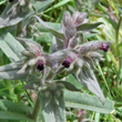 Blütenfoto Nonea erecta