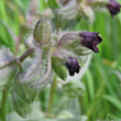 Foto Kelch Nonea erecta