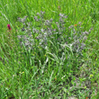 Habitusfoto Nonea erecta