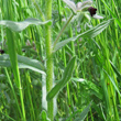 Stängel-/Stammfoto Nonea erecta