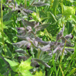 Foto von Besonderheit Nonea erecta