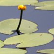 Blätterfoto Nuphar lutea