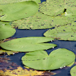 Bl&auml;tterfoto Nuphar lutea