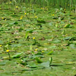 Habitusfoto Nuphar lutea