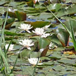 Blütenfoto Nymphaea alba