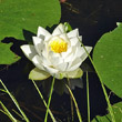 Portraitfoto Nymphaea alba