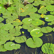 Blätterfoto Nymphaea alba