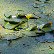 Blätterfoto Nymphoides peltata