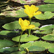Portraitfoto Nymphoides peltata