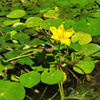 Habitusfoto Nymphoides peltata