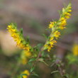 Blütenfoto Odontites luteus