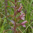 Portraitfoto Odontites vulgaris