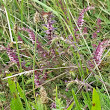 Stängel-/Stammfoto Odontites vulgaris