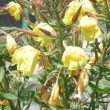 Habitusfoto Oenothera biennis