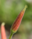 Foto von Besonderheit Oenothera biennis