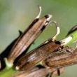 Fruchtfoto Oenothera biennis