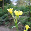 Portraitfoto Oenothera parviflora