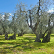Habitusfoto Olea europaea