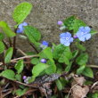 Habitusfoto Omphalodes verna