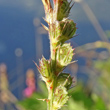 Fruchtfoto Onobrychis viciifolia