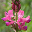 Blütenfoto Onobrychis viciifolia