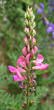 Blütenfoto Onobrychis viciifolia