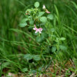 Habitusfoto Ononis rotundifolia